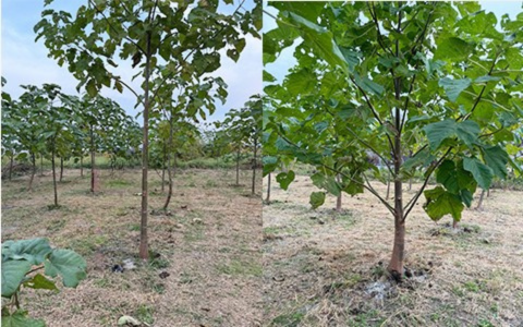 徳島県吉野川市試験圃場の風景写真